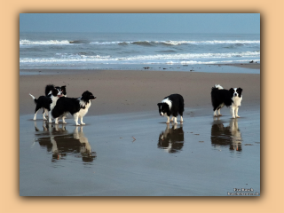 Die Hunde morgens am Saltum Strand (5).jpg